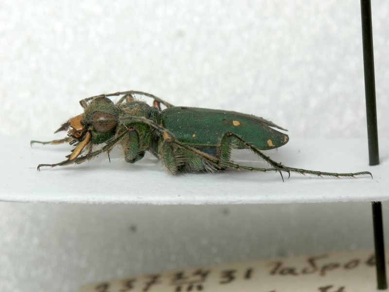 Cicindela campestris Linnaeus, 1758